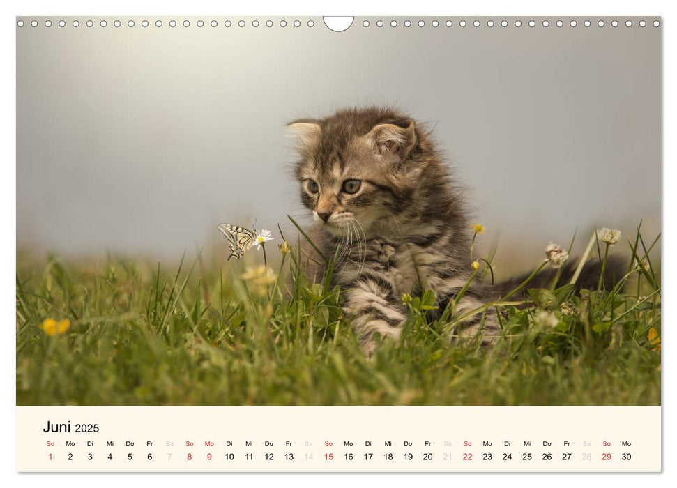 Süße Stubentiger - Katzenkinder (CALVENDO Wandkalender 2025)