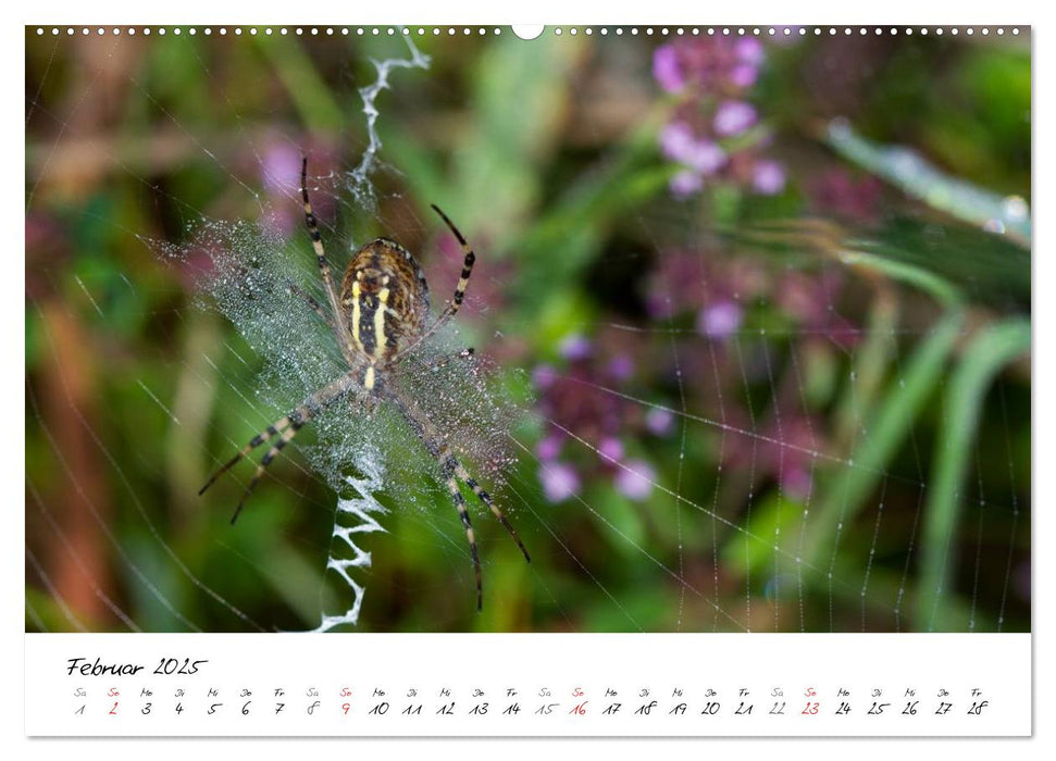 Naturparadies Dahner Felsenland (CALVENDO Wandkalender 2025)