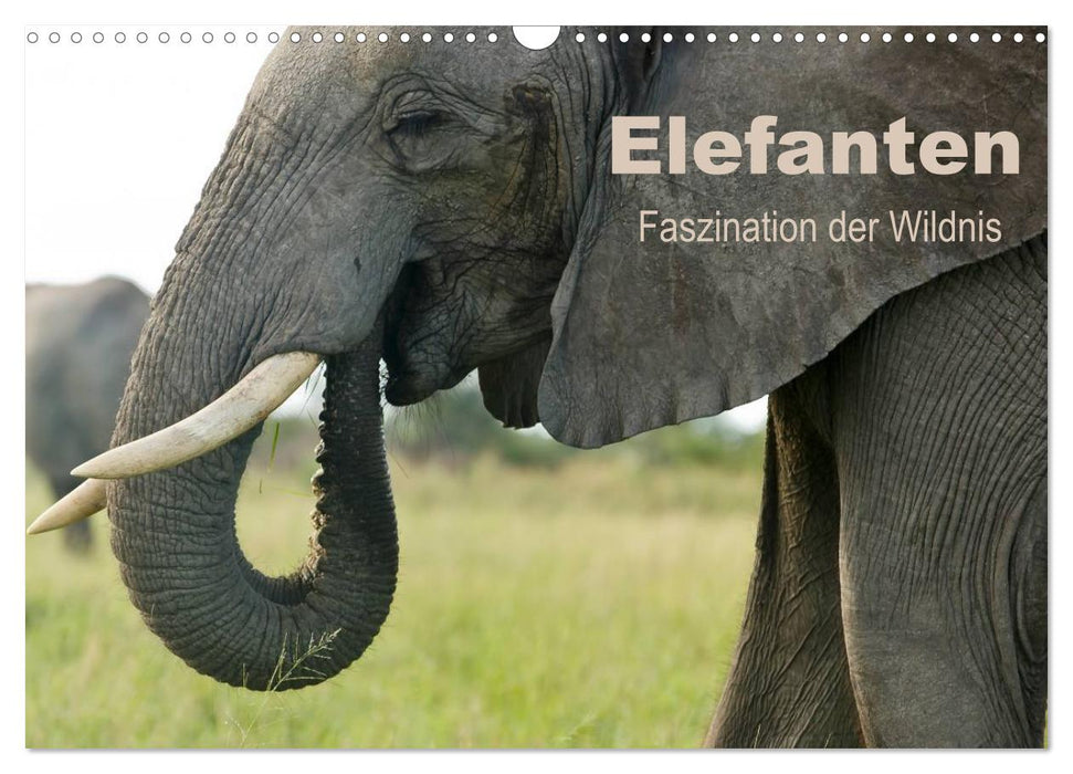 Elefanten - Faszination der Wildnis (CALVENDO Wandkalender 2025)