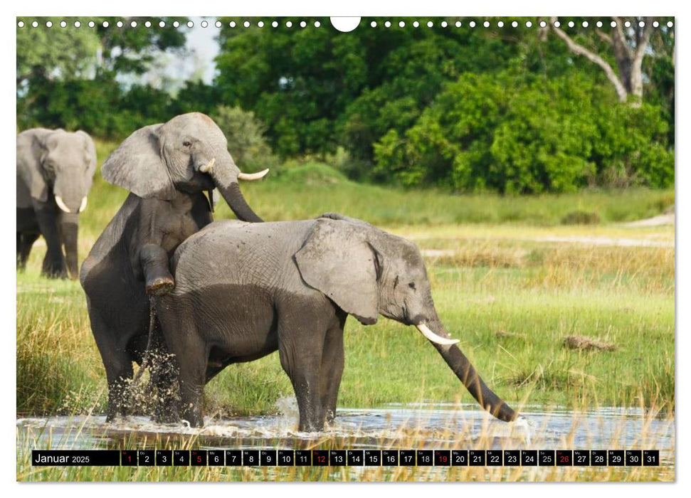 Elefanten - Faszination der Wildnis (CALVENDO Wandkalender 2025)