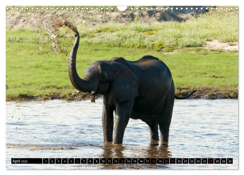 Elefanten - Faszination der Wildnis (CALVENDO Wandkalender 2025)