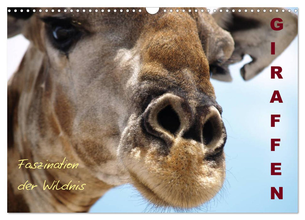 Giraffen – Faszination der Wildnis (CALVENDO Wandkalender 2025)