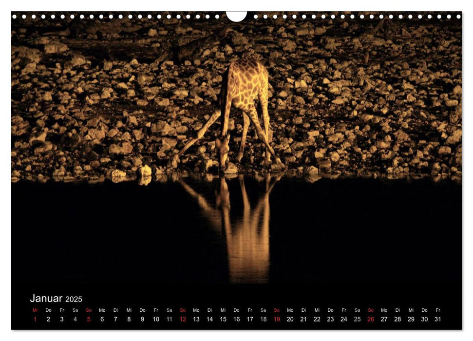 Giraffen – Faszination der Wildnis (CALVENDO Wandkalender 2025)