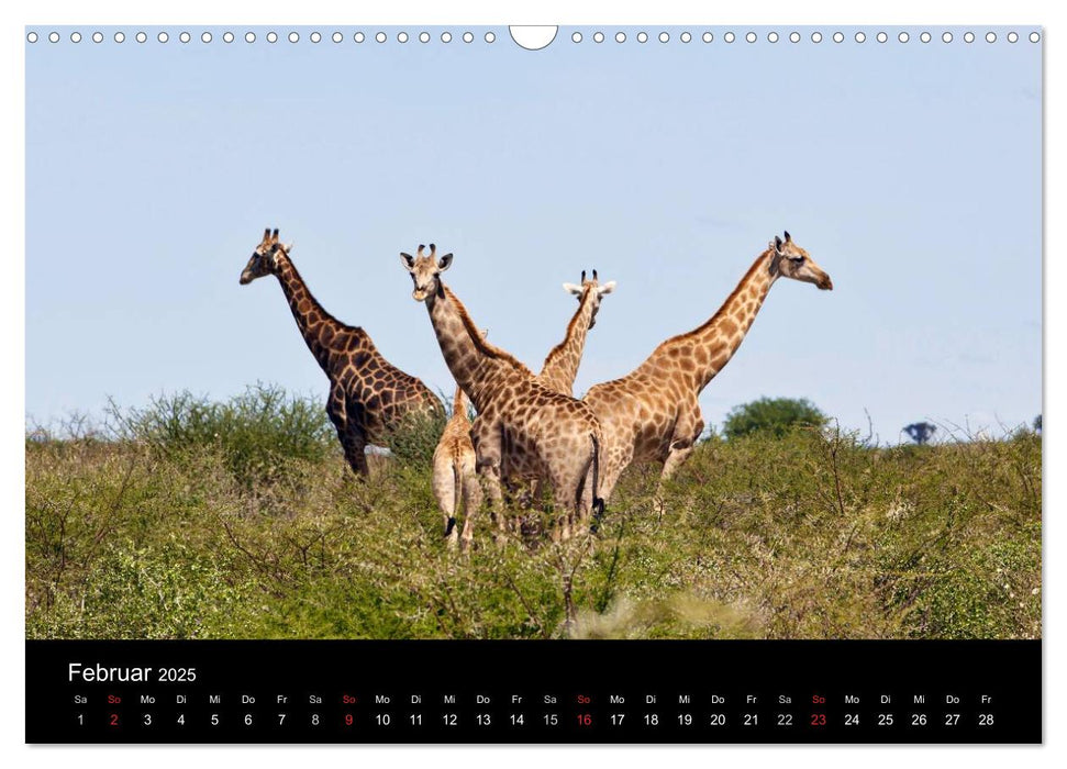 Giraffen – Faszination der Wildnis (CALVENDO Wandkalender 2025)