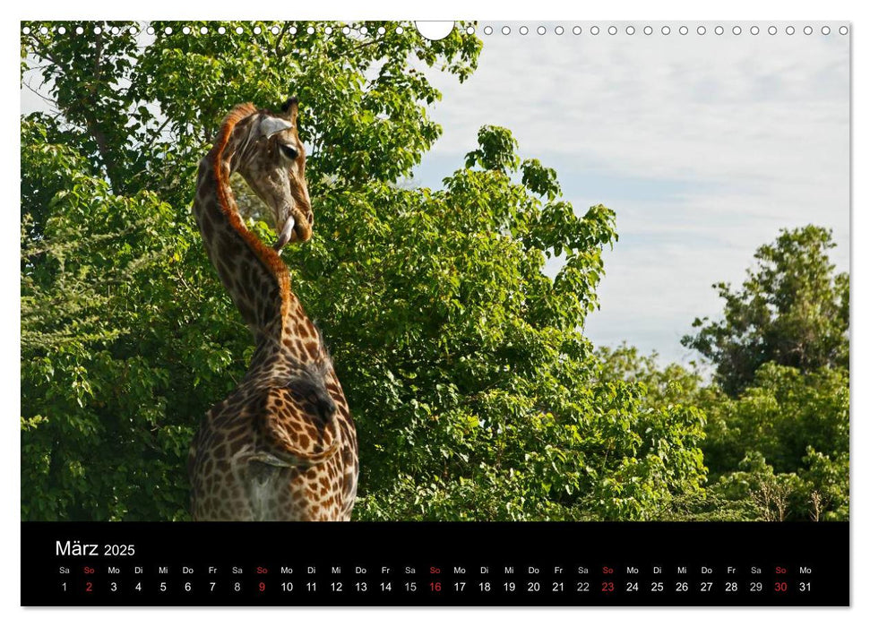 Giraffen – Faszination der Wildnis (CALVENDO Wandkalender 2025)