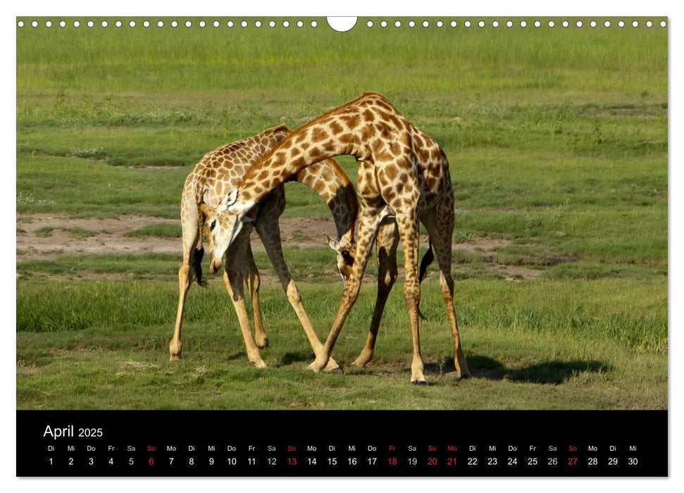 Giraffen – Faszination der Wildnis (CALVENDO Wandkalender 2025)