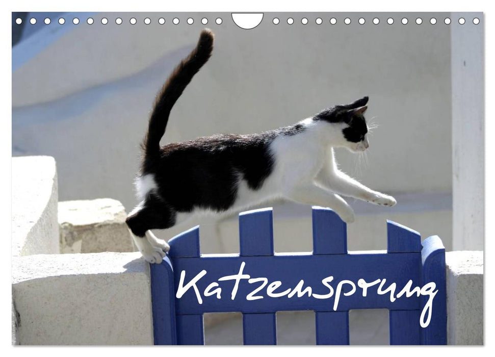 Katzensprung (CALVENDO Wandkalender 2025)