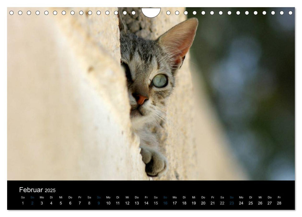 Katzensprung (CALVENDO Wandkalender 2025)