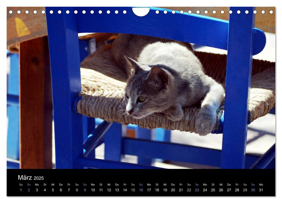 Katzensprung (CALVENDO Wandkalender 2025)