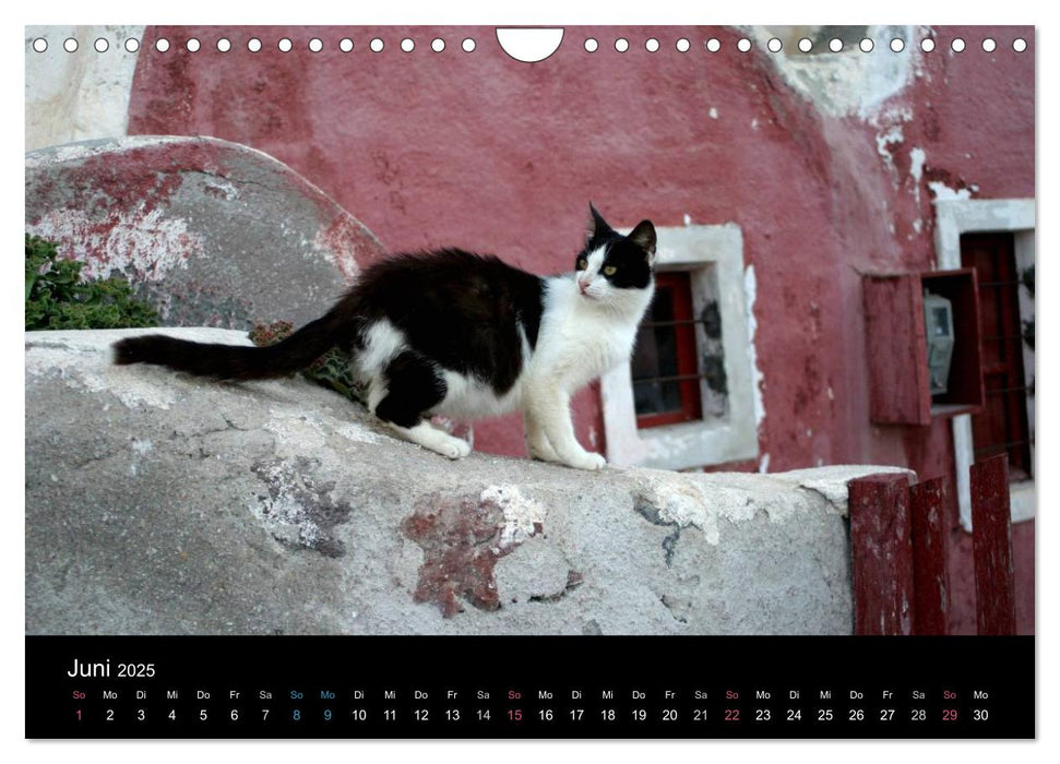 Katzensprung (CALVENDO Wandkalender 2025)