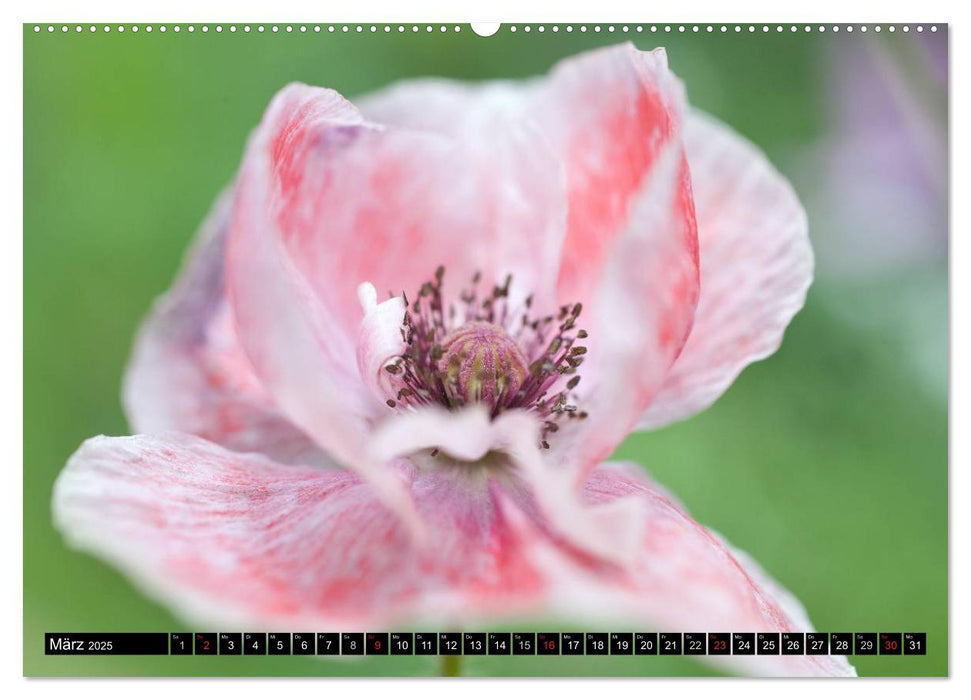 BLUMEN Zauber der Farben und Formen (CALVENDO Wandkalender 2025)