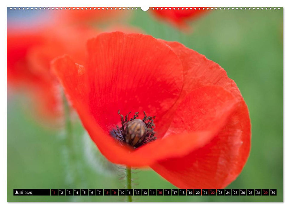 BLUMEN Zauber der Farben und Formen (CALVENDO Wandkalender 2025)