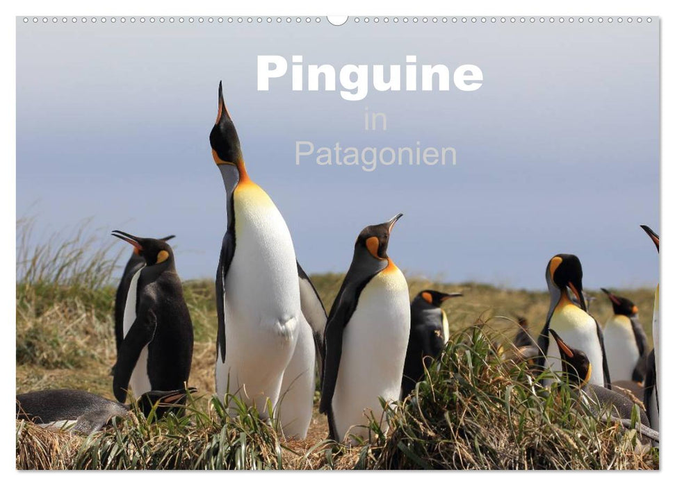 Pinguine in Patagonien (CALVENDO Wandkalender 2025)