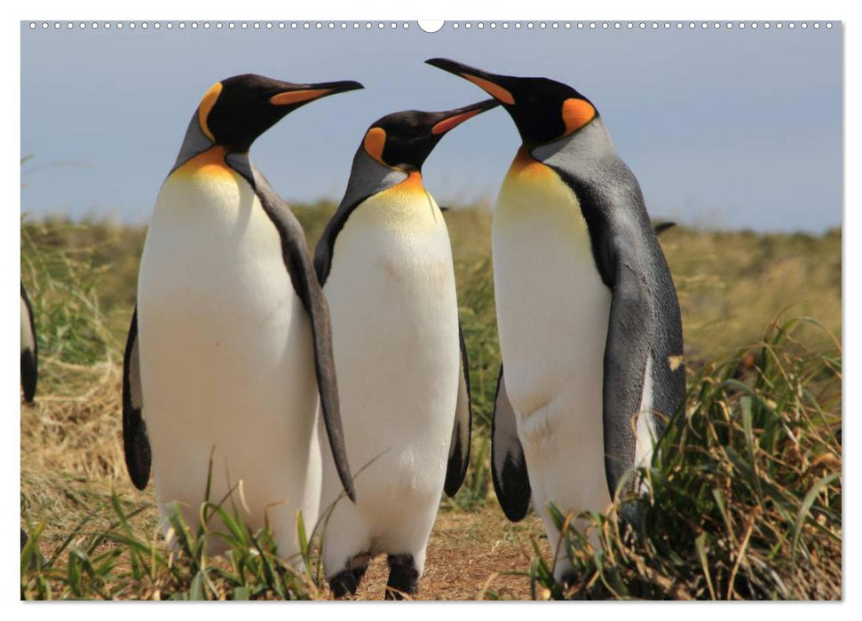 Pinguine in Patagonien (CALVENDO Wandkalender 2025)