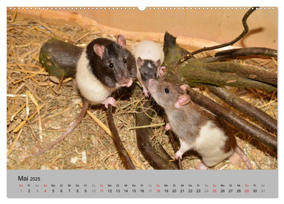 Mausebande (CALVENDO Wandkalender 2025)