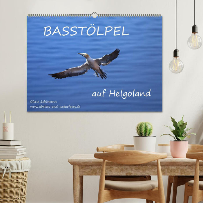 Basstölpel auf Helgoland (CALVENDO Wandkalender 2025)