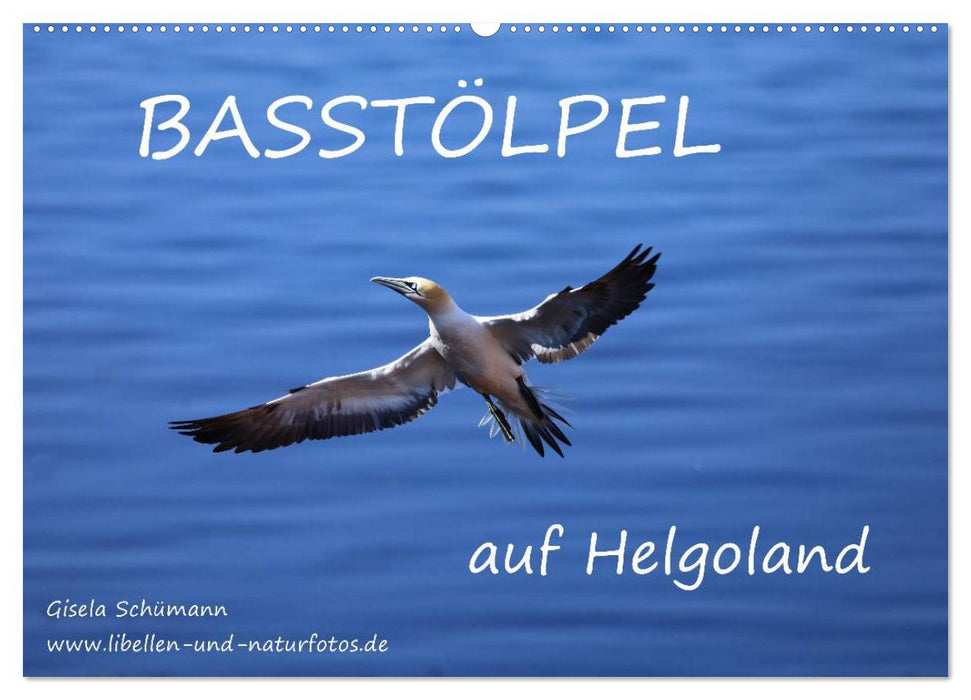 Basstölpel auf Helgoland (CALVENDO Wandkalender 2025)