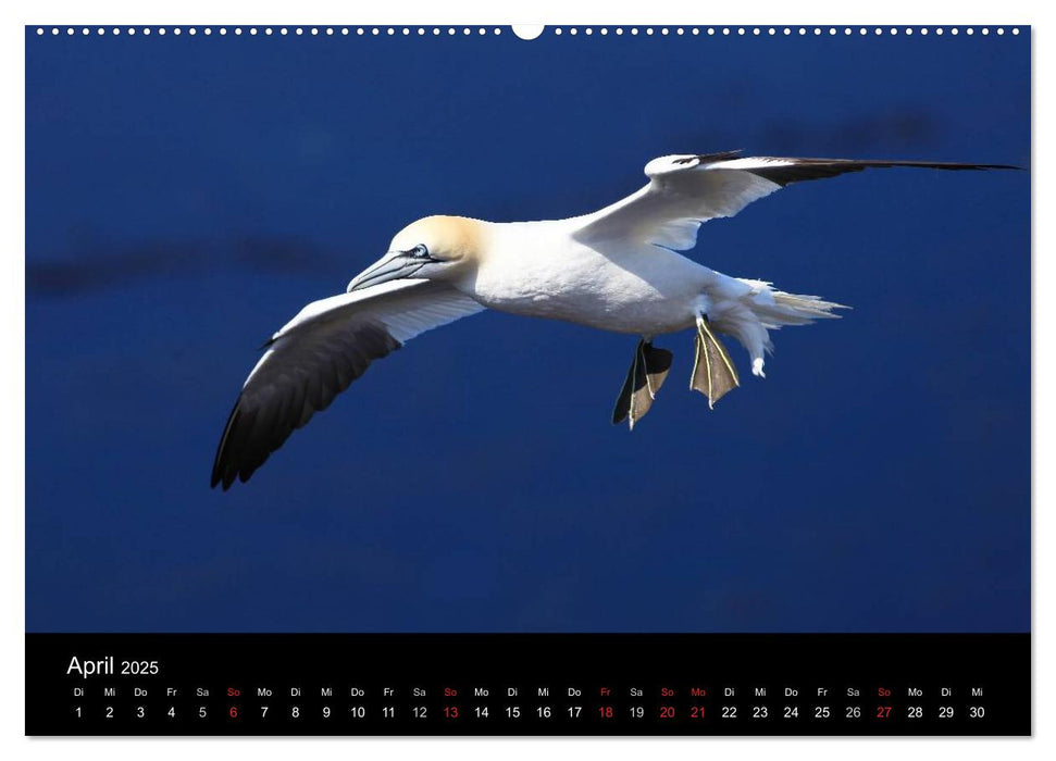 Basstölpel auf Helgoland (CALVENDO Wandkalender 2025)