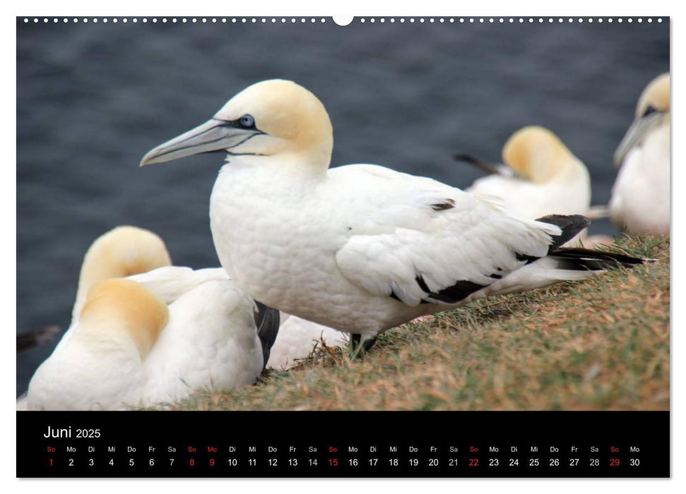 Faszinierendes Helgoland (CALVENDO Wandkalender 2025)