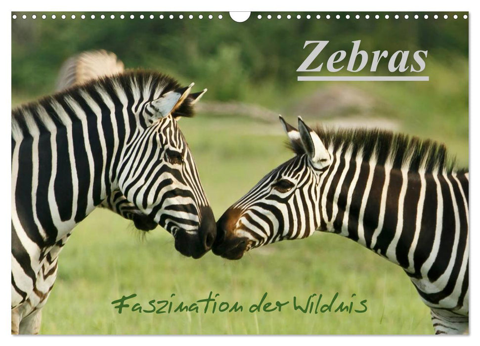 Zebras - Faszination der Wildnis (CALVENDO Wandkalender 2025)