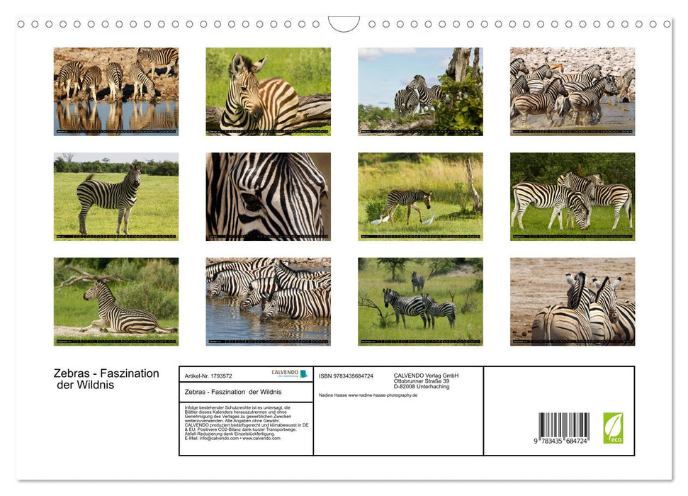 Zebras - Faszination der Wildnis (CALVENDO Wandkalender 2025)