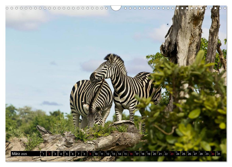 Zebras - Faszination der Wildnis (CALVENDO Wandkalender 2025)