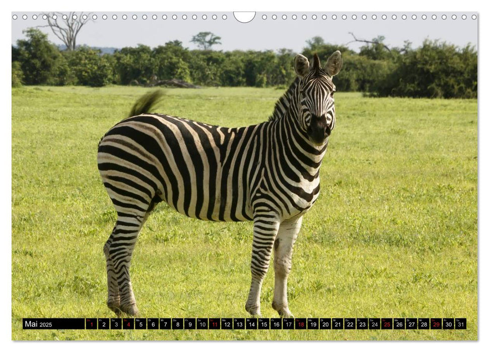 Zebras - Faszination der Wildnis (CALVENDO Wandkalender 2025)