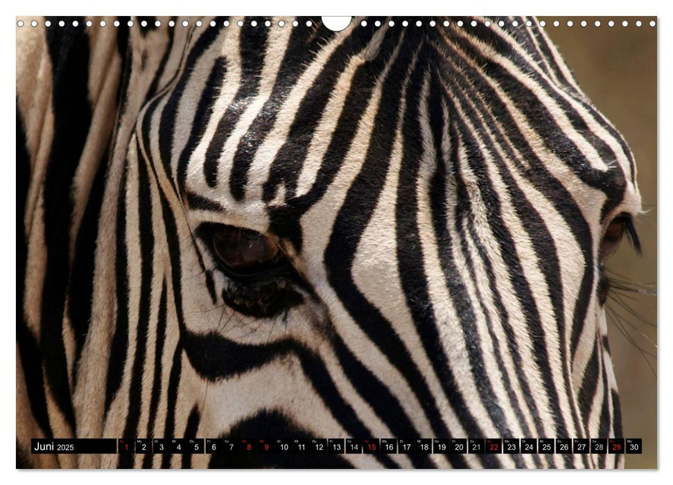 Zebras - Faszination der Wildnis (CALVENDO Wandkalender 2025)