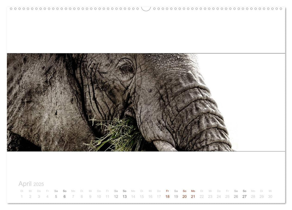 Serengeti Panorama (CALVENDO Premium Wandkalender 2025)