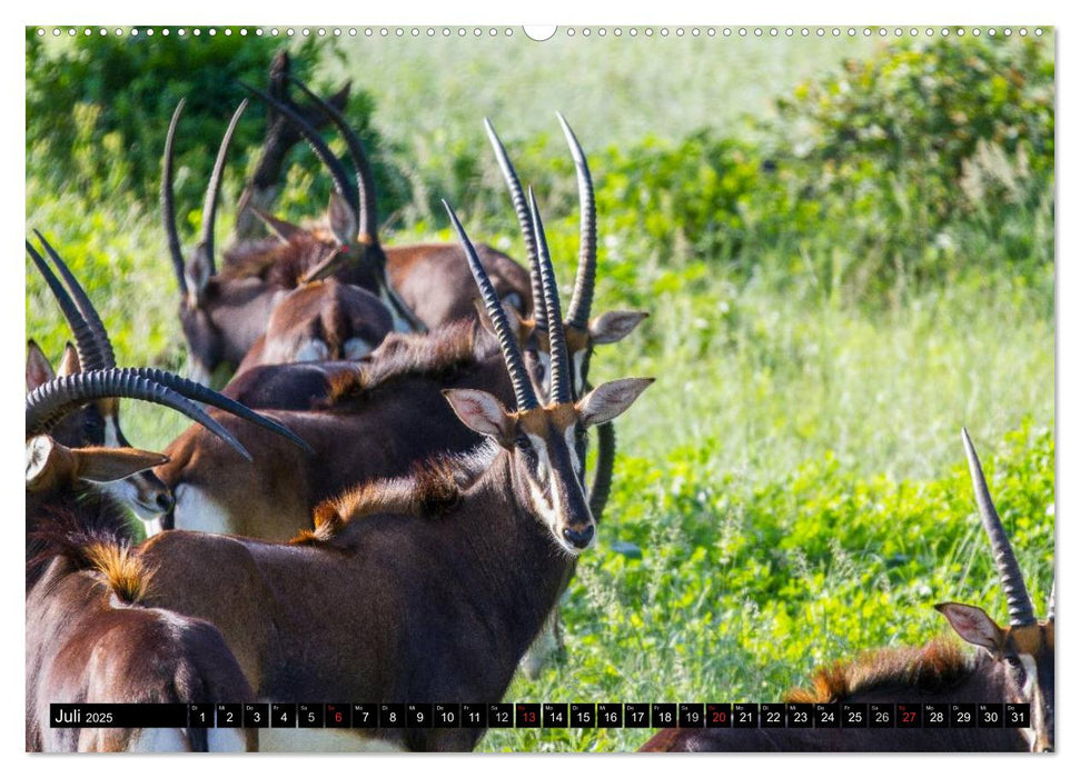 Afrikas wilde Tiere (CALVENDO Premium Wandkalender 2025)