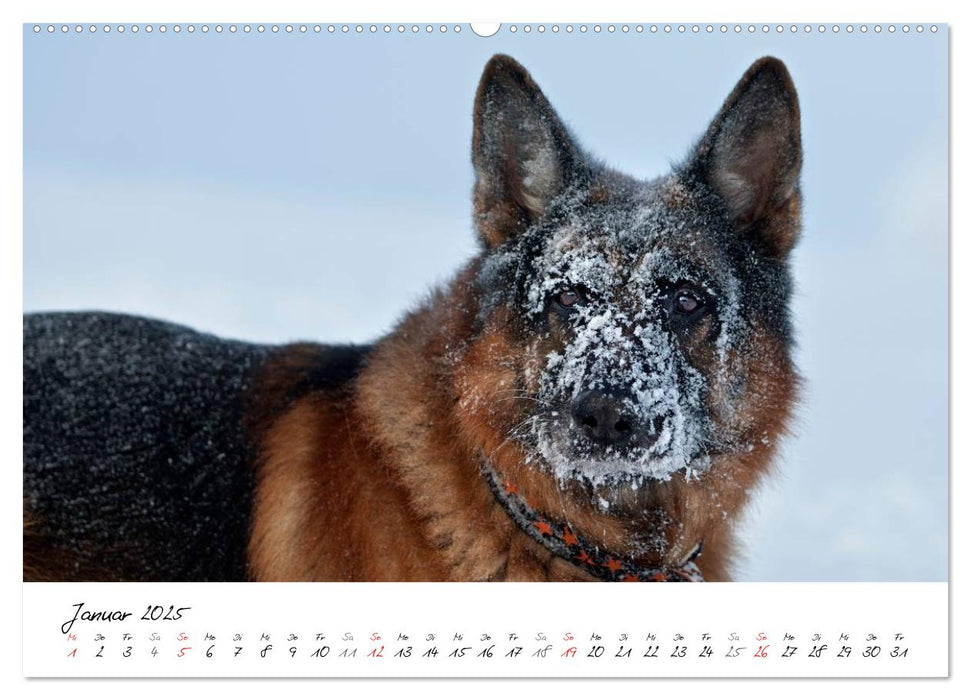 Deutsche Schäferhunde - Traumhunde (CALVENDO Premium Wandkalender 2025)
