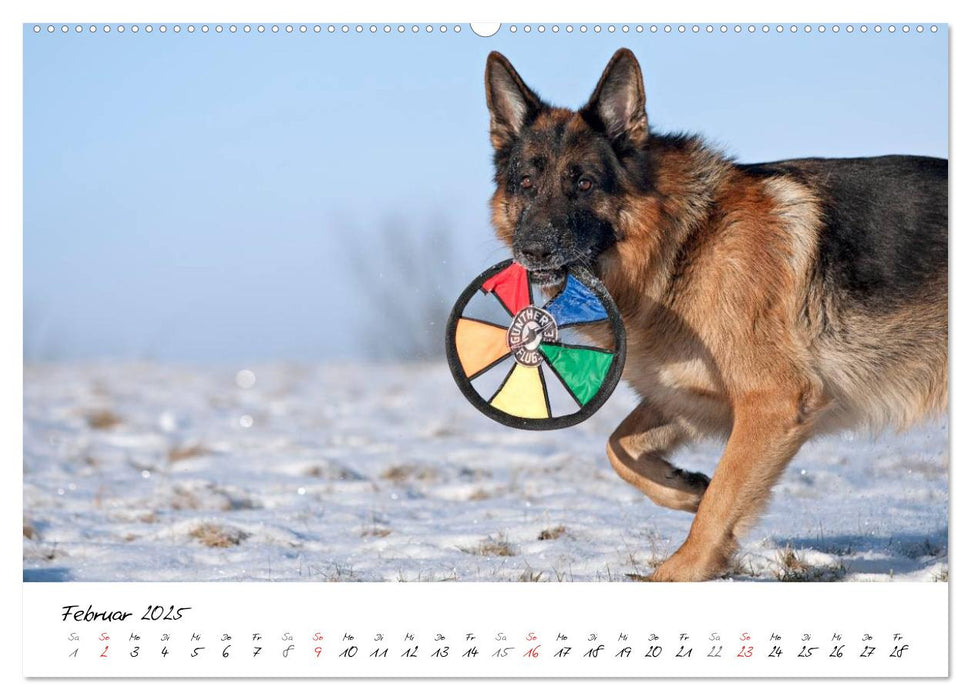 Deutsche Schäferhunde - Traumhunde (CALVENDO Premium Wandkalender 2025)