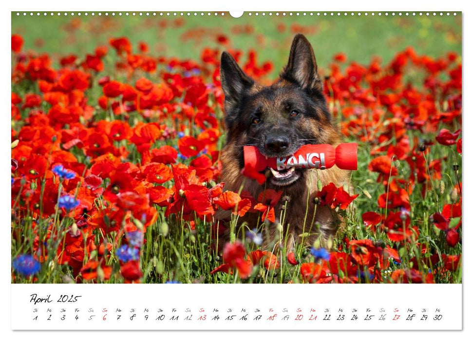 Deutsche Schäferhunde - Traumhunde (CALVENDO Premium Wandkalender 2025)