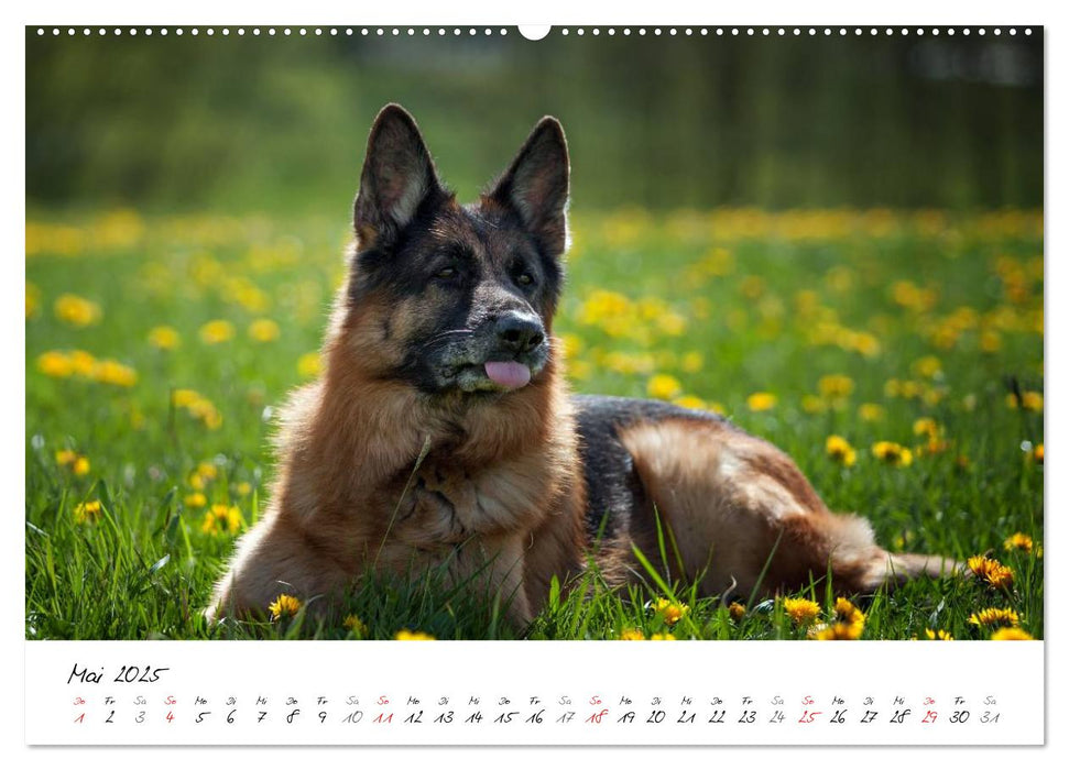 Deutsche Schäferhunde - Traumhunde (CALVENDO Premium Wandkalender 2025)