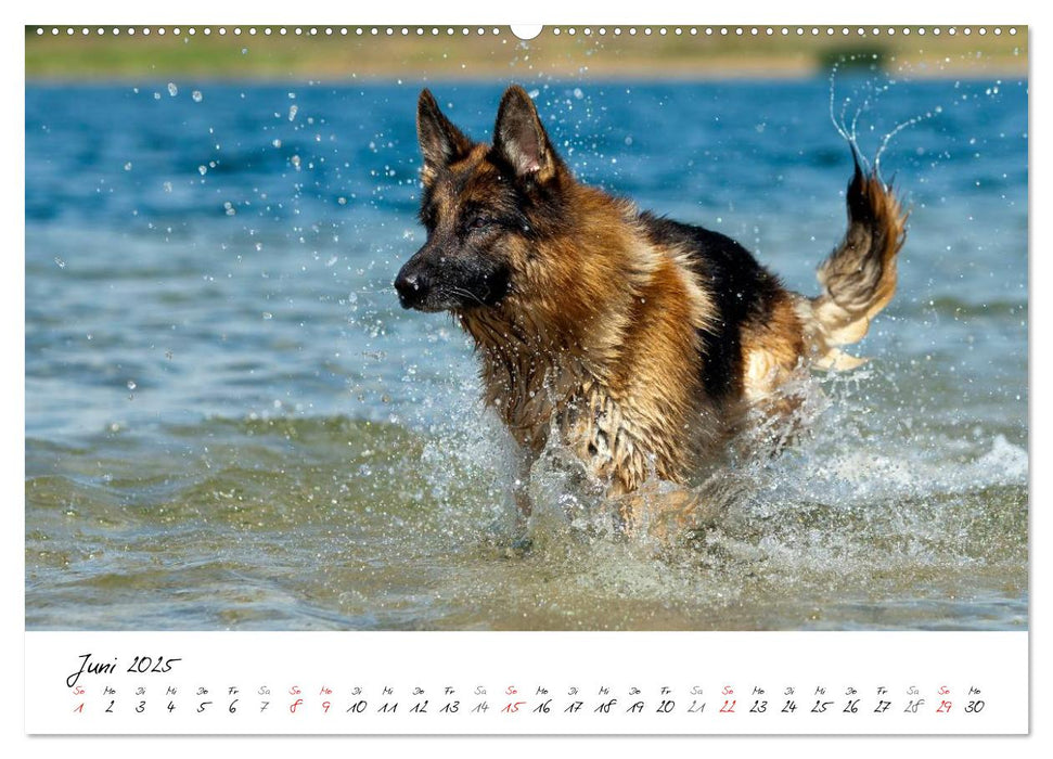 Deutsche Schäferhunde - Traumhunde (CALVENDO Premium Wandkalender 2025)