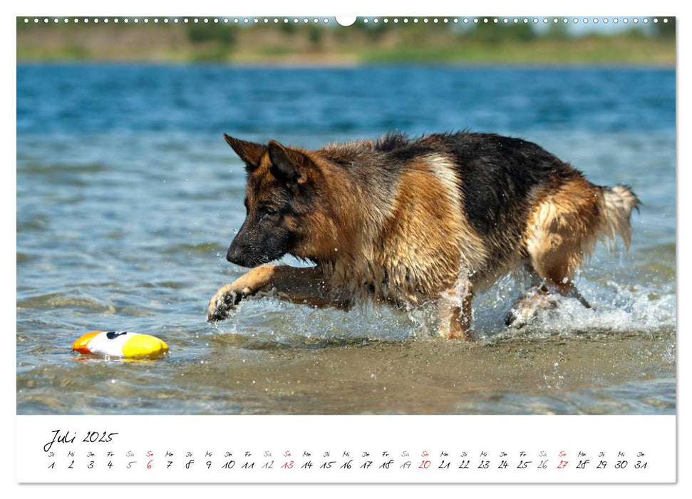 Deutsche Schäferhunde - Traumhunde (CALVENDO Premium Wandkalender 2025)