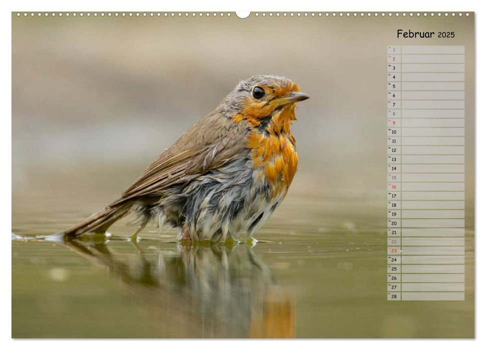 Waldgezwitscher - Vögel unserer Wälder (CALVENDO Premium Wandkalender 2025)