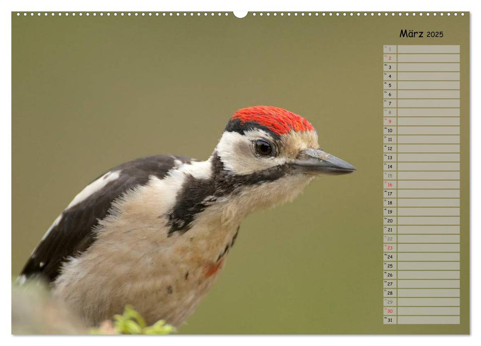 Waldgezwitscher - Vögel unserer Wälder (CALVENDO Premium Wandkalender 2025)