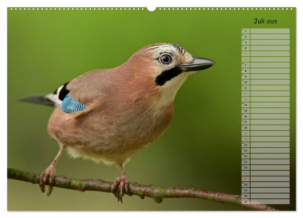 Waldgezwitscher - Vögel unserer Wälder (CALVENDO Premium Wandkalender 2025)