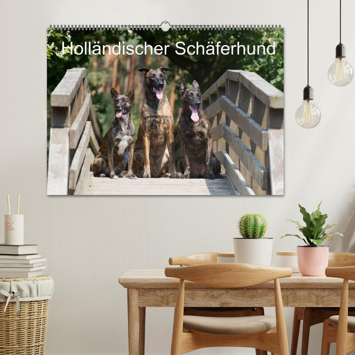 Holländischer Schäferhund (CALVENDO Wandkalender 2025)