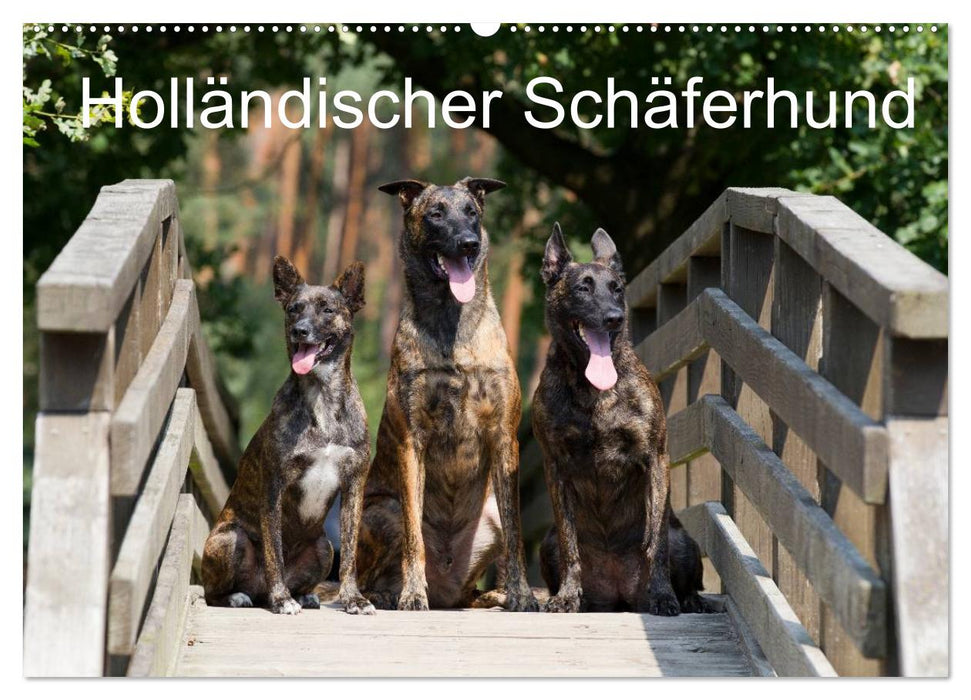 Holländischer Schäferhund (CALVENDO Wandkalender 2025)