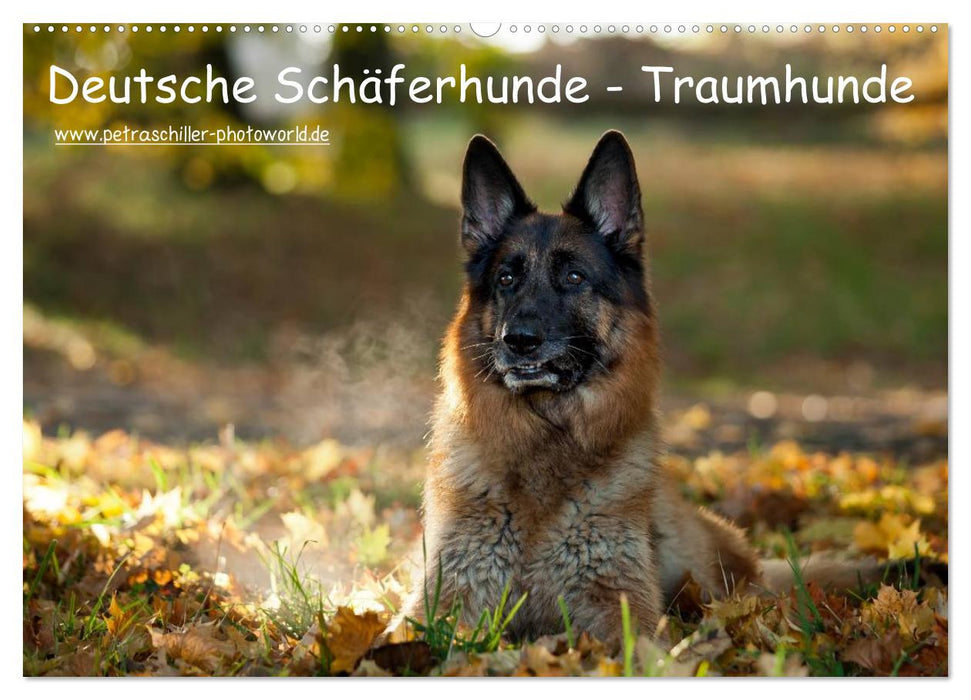 Deutsche Schäferhunde - Traumhunde (CALVENDO Wandkalender 2025)