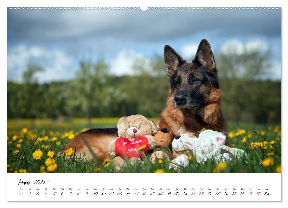 Deutsche Schäferhunde - Traumhunde (CALVENDO Wandkalender 2025)