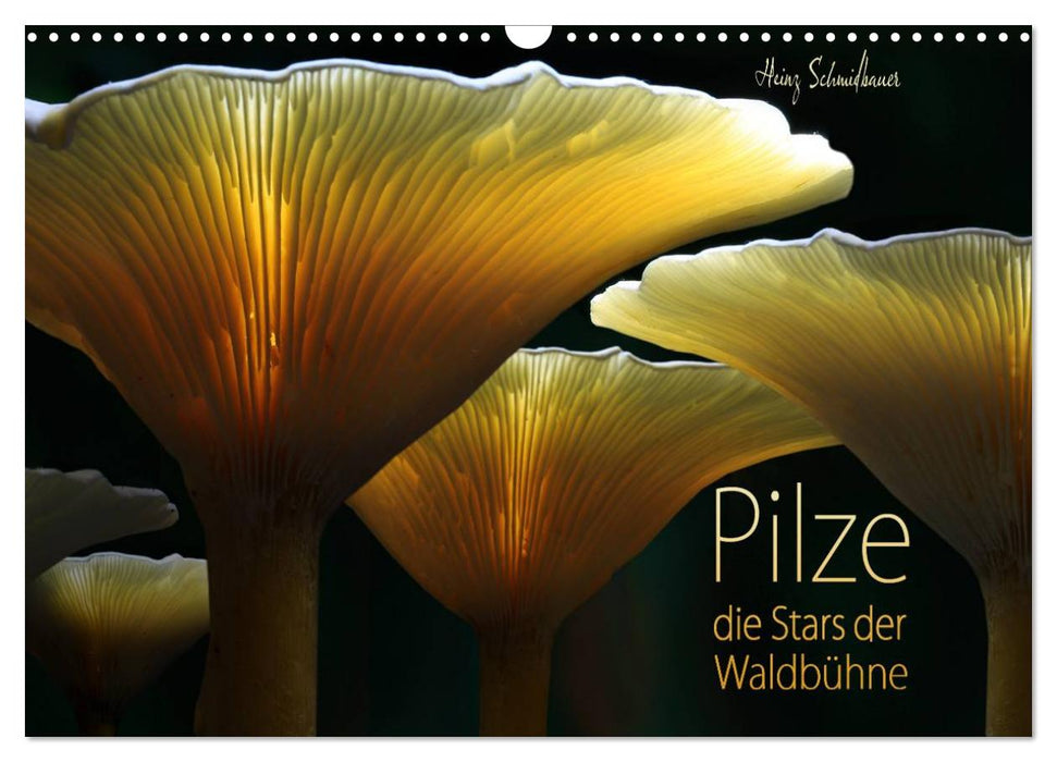 Pilze - die Stars der Waldbühne (CALVENDO Wandkalender 2025)