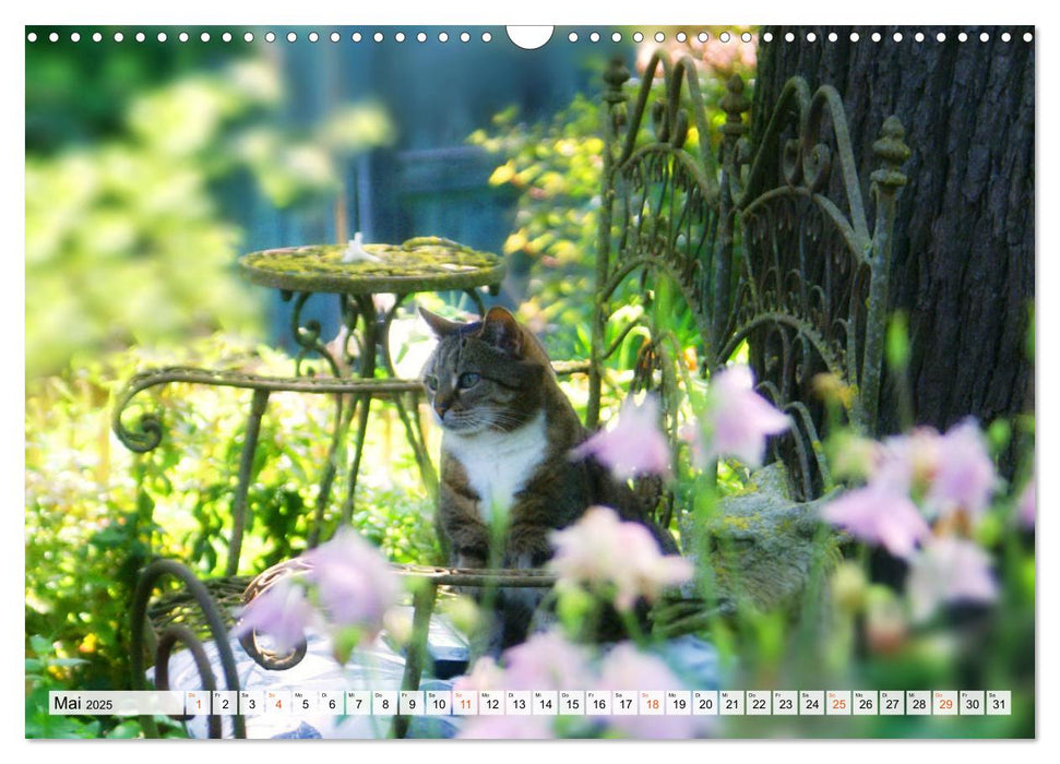 Momente im Garten (CALVENDO Wandkalender 2025)