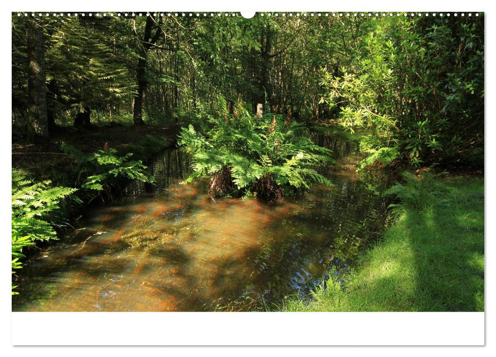 Brocéliande / Zauberwald der Bretagne (CALVENDO Premium Wandkalender 2025)