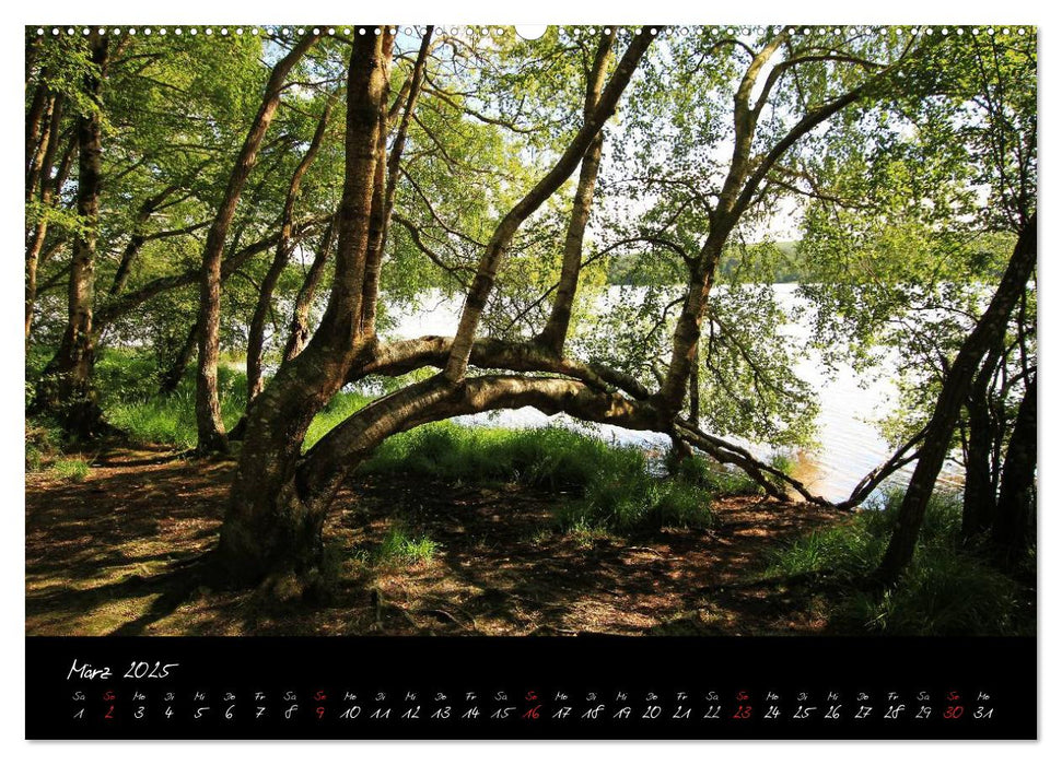 Brocéliande / Zauberwald der Bretagne (CALVENDO Premium Wandkalender 2025)