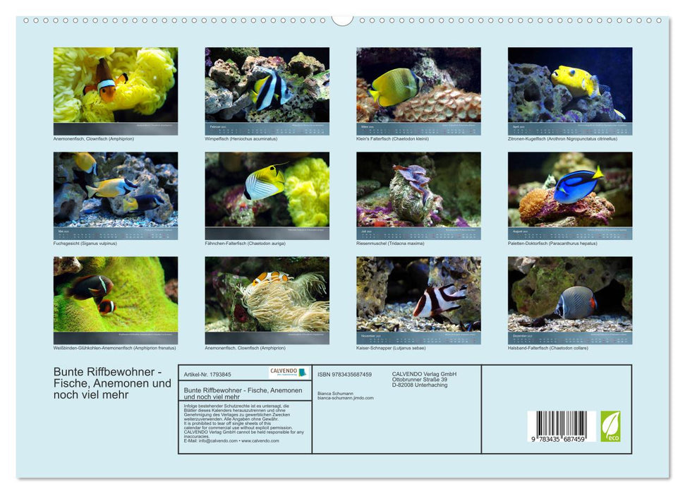 Bunte Riffbewohner - Fische, Anemonen und noch viel mehr (CALVENDO Premium Wandkalender 2025)