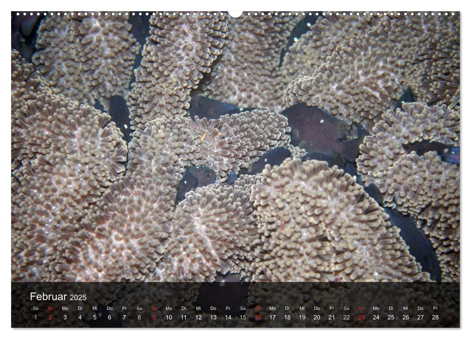 Unterwasser Strukuren (CALVENDO Premium Wandkalender 2025)