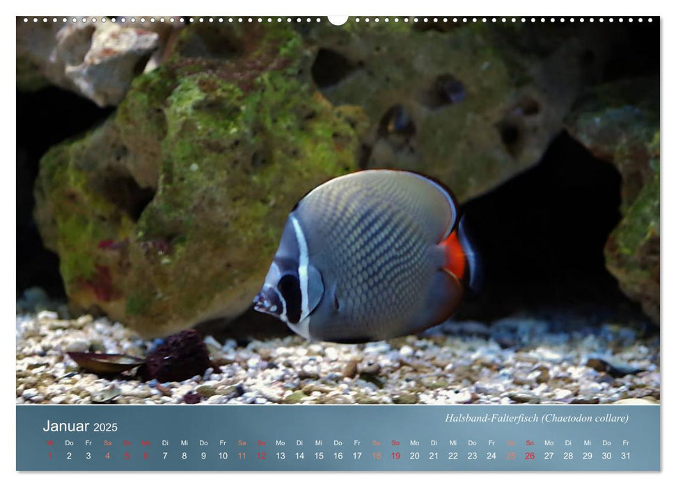 Riffbewohner - Bunte Fische, Anemonen und noch viel mehr (CALVENDO Premium Wandkalender 2025)